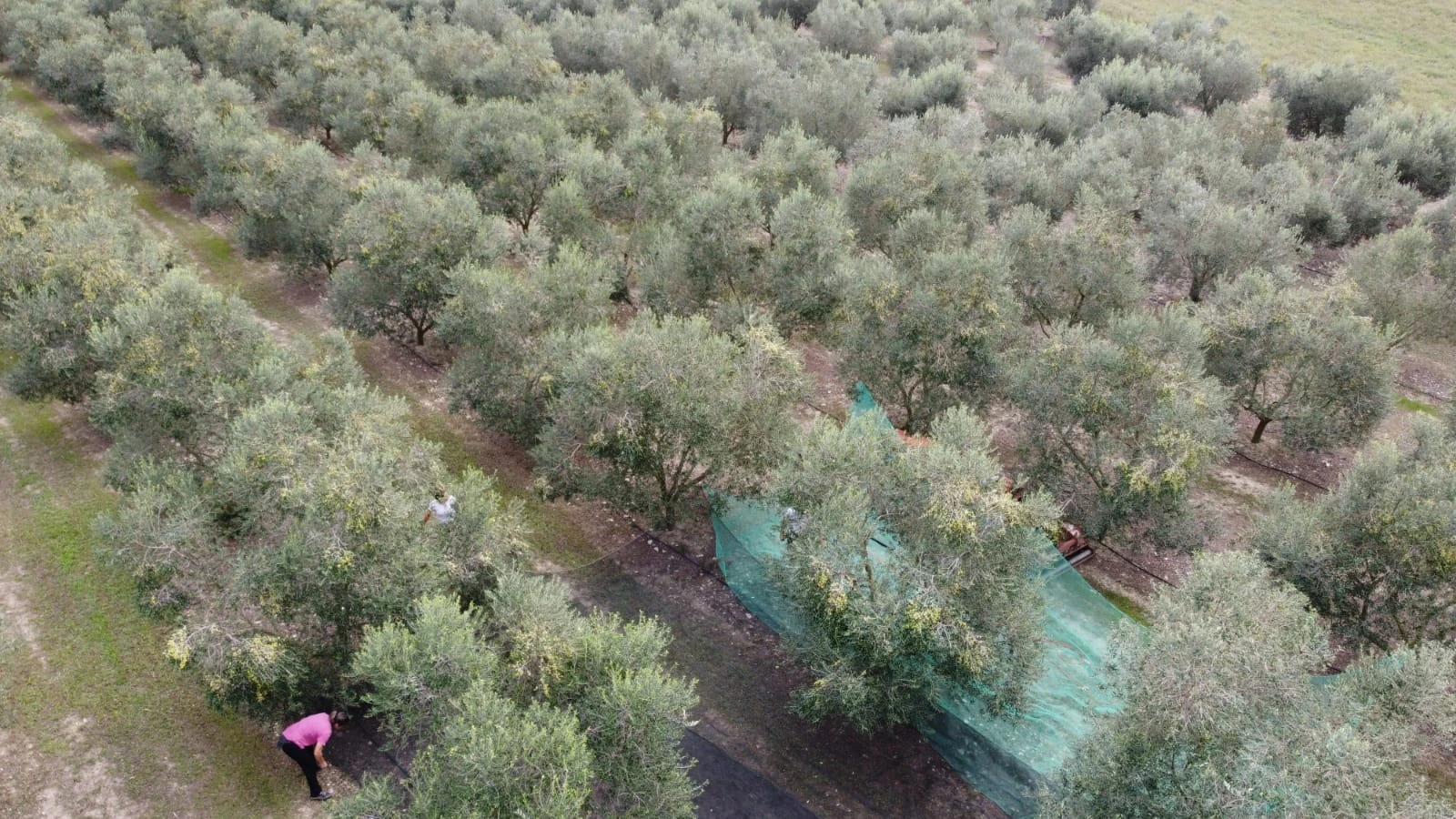 Foto de les oliveres 1