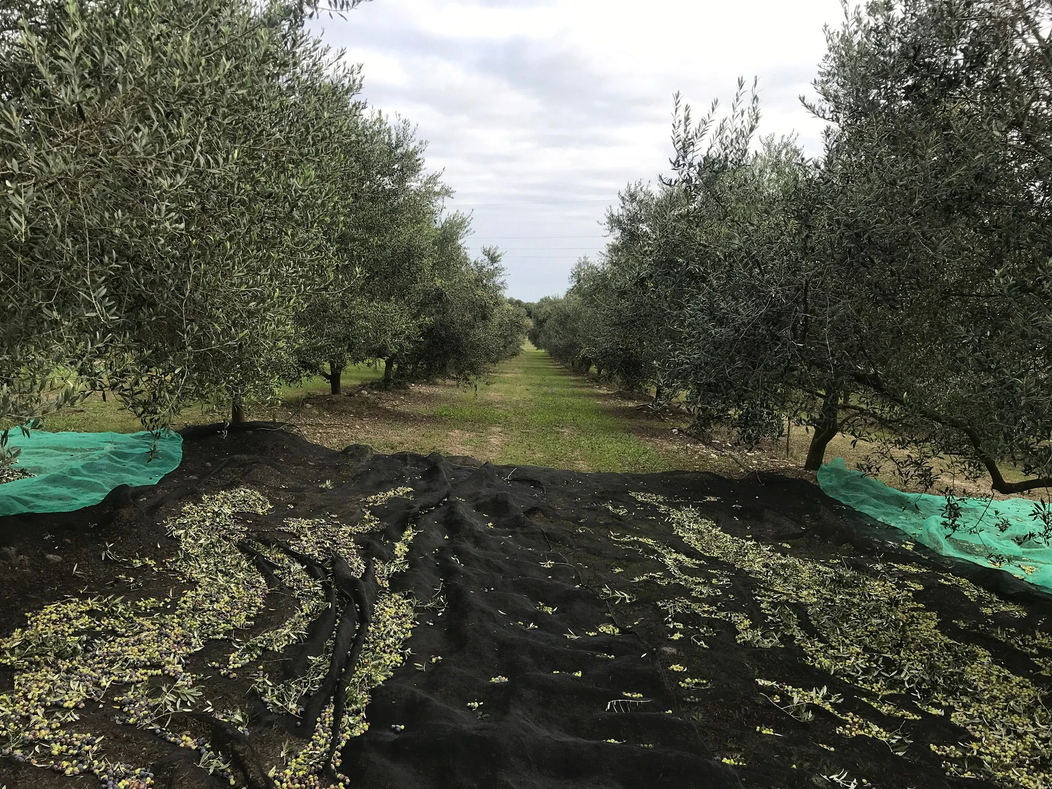 Foto de les oliveres 2