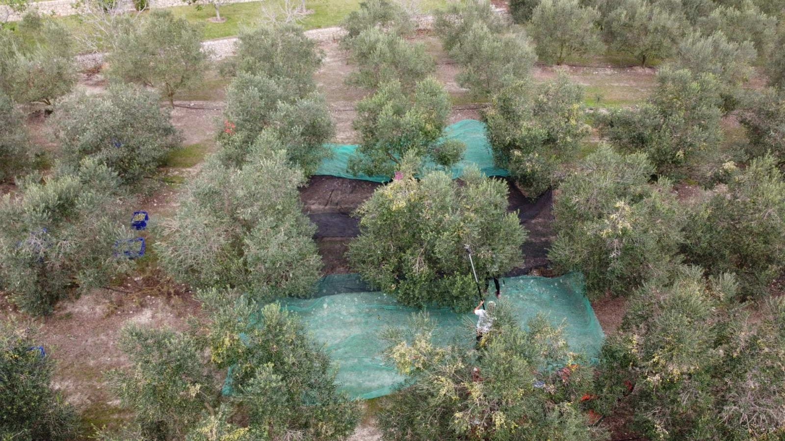 Foto de les oliveres 3